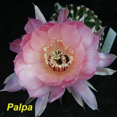 EP-H. Palpa.4.1.jpg 